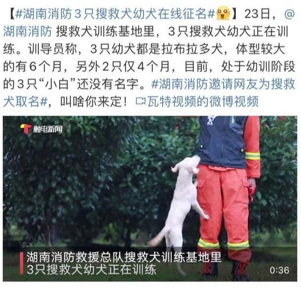 给狗子起名儿是真的非常纠结，来吧，这里有3只搜救犬等你来取名