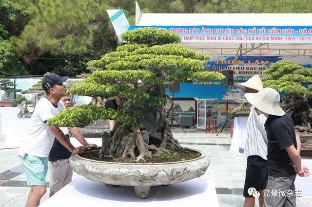 十年前买到百年盆景，取名为《凤凰》，如今价格超过700万