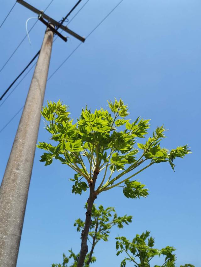 儿子得了淋巴瘤，算命说他是天上的什么童子