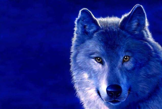 全球最大狼是北美灰狼 其实它有好几种 最大这种站立高度超姚明