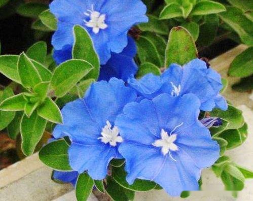 此花娇小玲珑 蓝色的花朵宛如来自蓝星的精灵 十分惹人喜爱