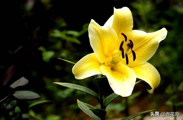 百合花如何挑选 黄色百合的花语不同 送人也一定要区分