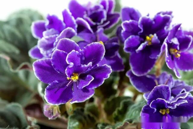 50种 蓝紫色系植物 美艳了夏日 值得收藏