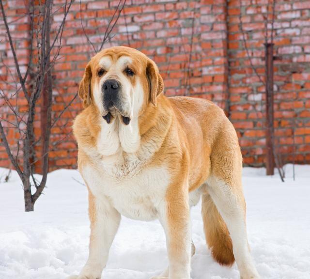 世界十大大型犬排名世界最大的犬体型最大的犬类世界最大的狗