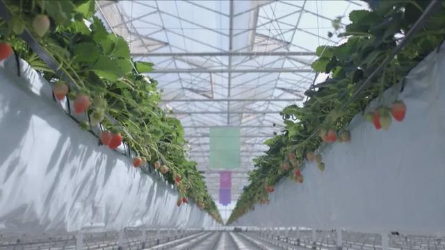 海升智能玻璃温室草莓无土种植 体验高科技田园生活