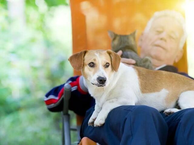 狗狗步入老年期 记住这几点 寿命会更长