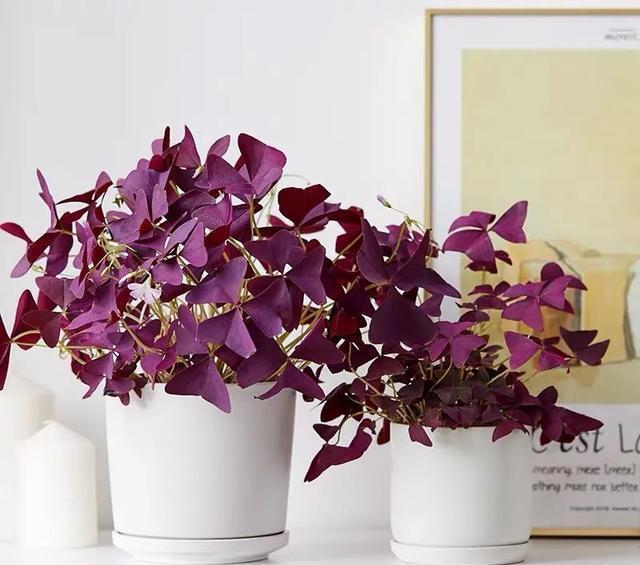 一种小草花 叶子像紫蝴蝶 家里养几盆 叶比花娇 漂亮极了