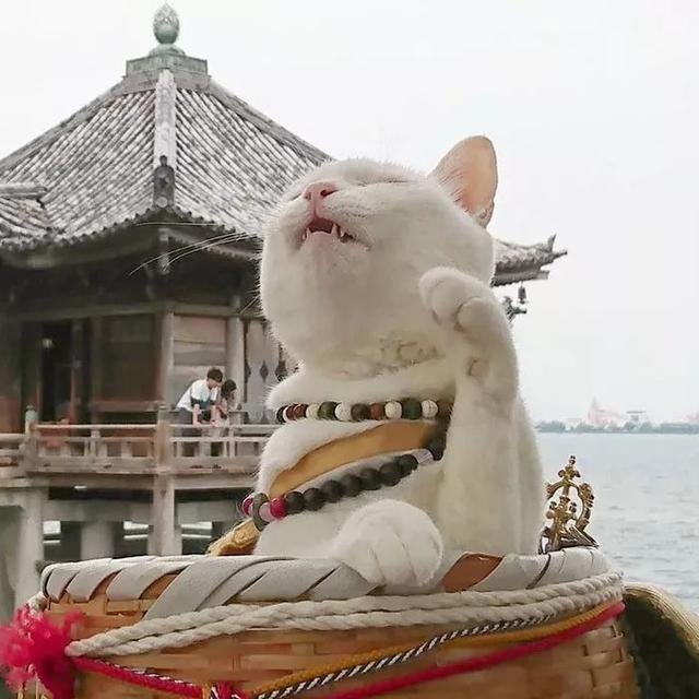 日本京都有家猫猫寺 住持大人就是一只猫咪 有机会一定要去拜拜