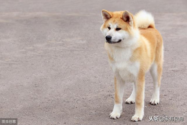 来自日本的秋田和柴犬 外形几乎一样 价格差异很大 千万别上当