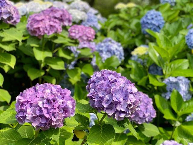 视觉日本 缤纷紫阳花 袅袅娉婷摇曳出梅雨季的万种风情