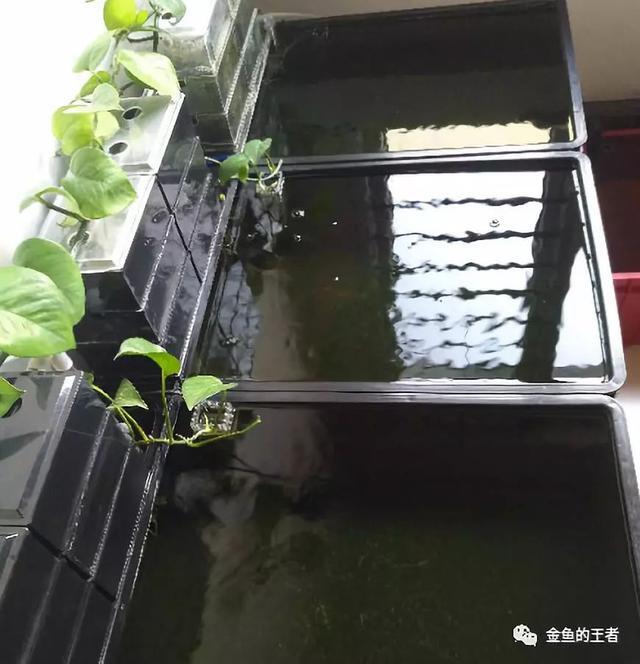 60升唯美三联缸 小水体 大景观 金鱼的王者