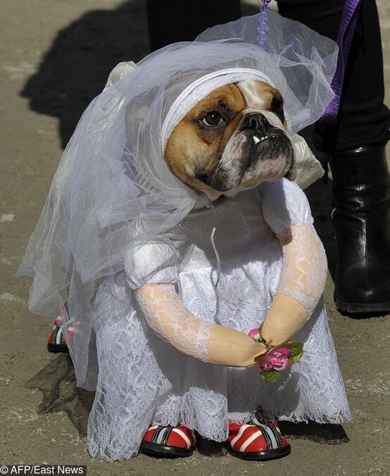 宠物 24张动物婚礼照片 穿上礼服的动物们宣布 我们要结婚啦
