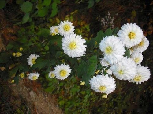 清明祭扫用菊花有多种 有种白菊花既能食用又观赏 而且历史浓厚